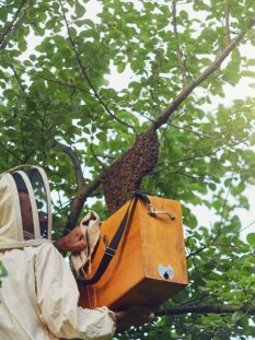 beekeeper-putting-beehive-from-tree-into-box-2025-03-24-20-39-22-utc beekeeper-putting-beehive-from-tree-into-box-2025-03-24-20-39-22-utc