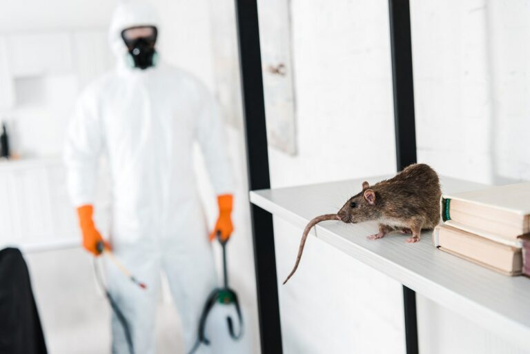 Rodent control for homes in Fort Lauderdale &ndash; In Touch Pest Control