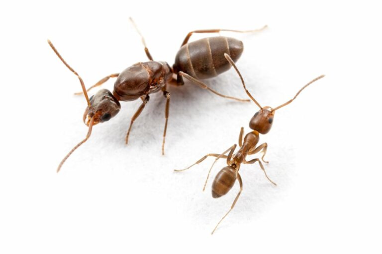 Argentine Ants