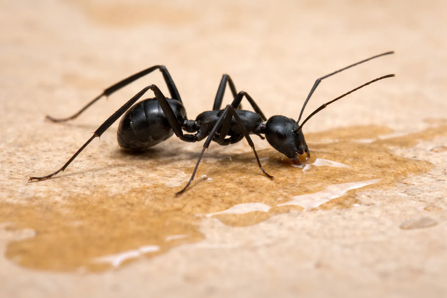 In Touch Pest Control technician inspecting window trim and baseboards for carpenter ant activity