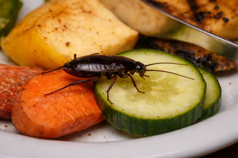 Cockroaches