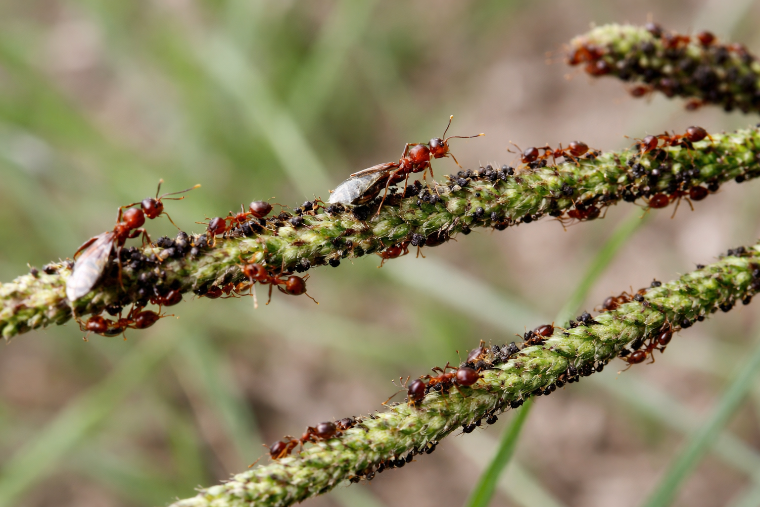 Fire Ants