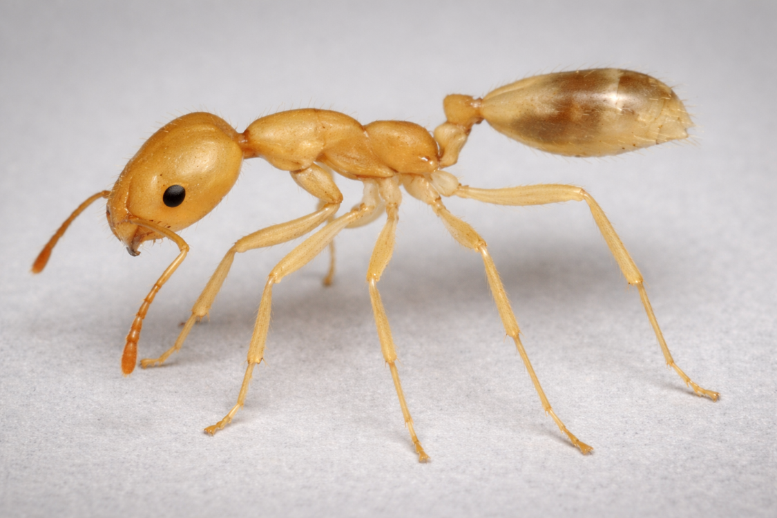 Pharaoh Ants - In Touch Pest Control