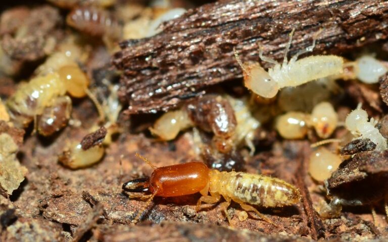 Formosan Termites