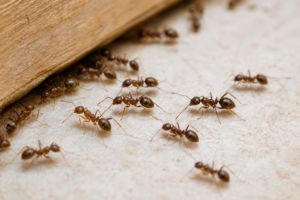 Close-up Argentine ants for the In Touch Pest Control Argentine ants pest guide