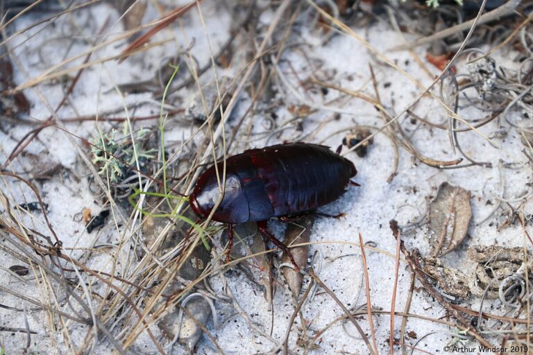 Florida Woods Cockroach
