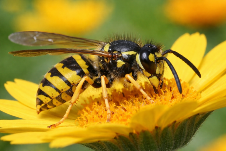 Bees and Wasps