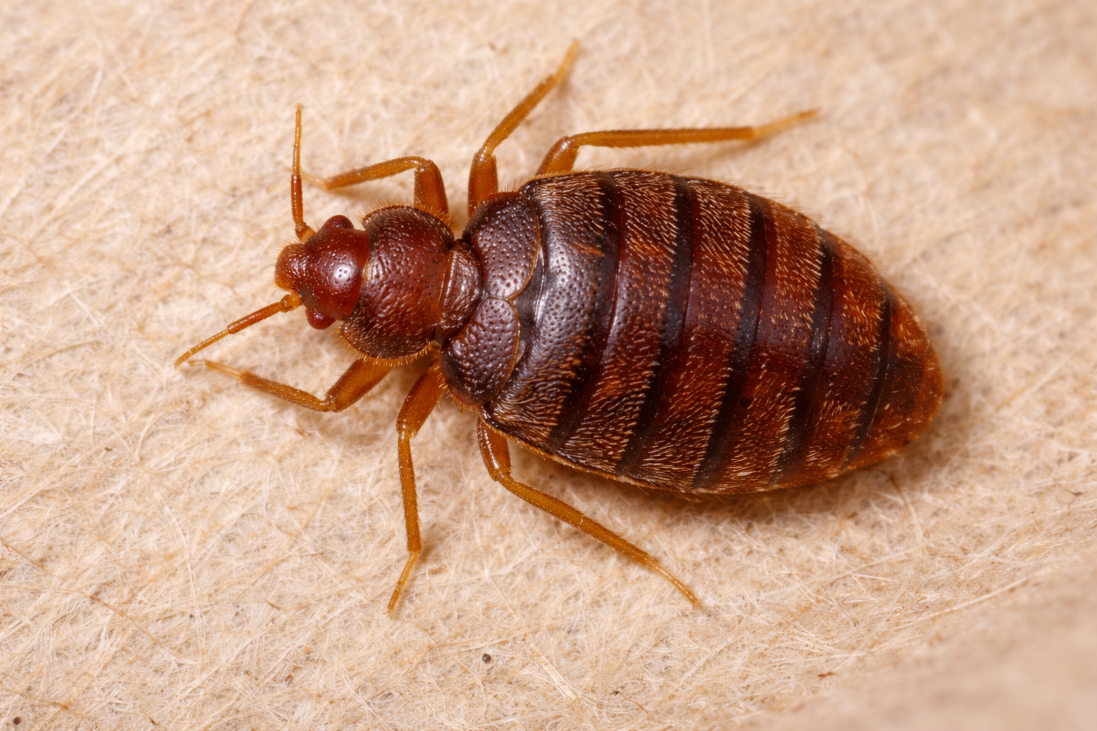 Get Rid of Bed Bugs in Your Couch