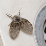 Close-up drain fly near a drain for the In Touch Pest Control drain fly pest guide
