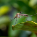 Close-up mosquito on a leaf for the In Touch Pest Control mosquito pest guide