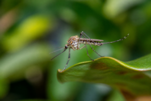 Close-up mosquito on a leaf for the In Touch Pest Control mosquito pest guide