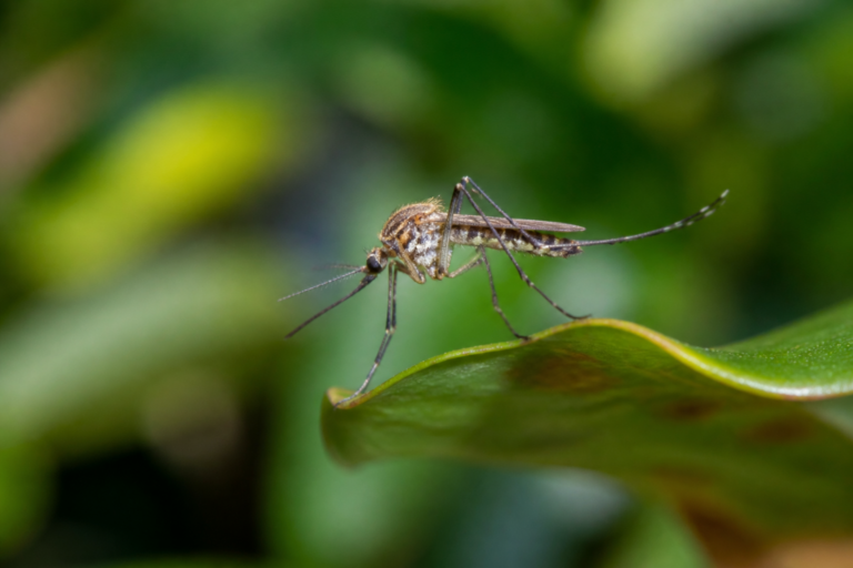Close-up mosquito on a leaf for the In Touch Pest Control mosquito pest guide