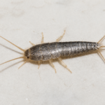 Close-up silverfish insect for the In Touch Pest Control silverfish pest guide