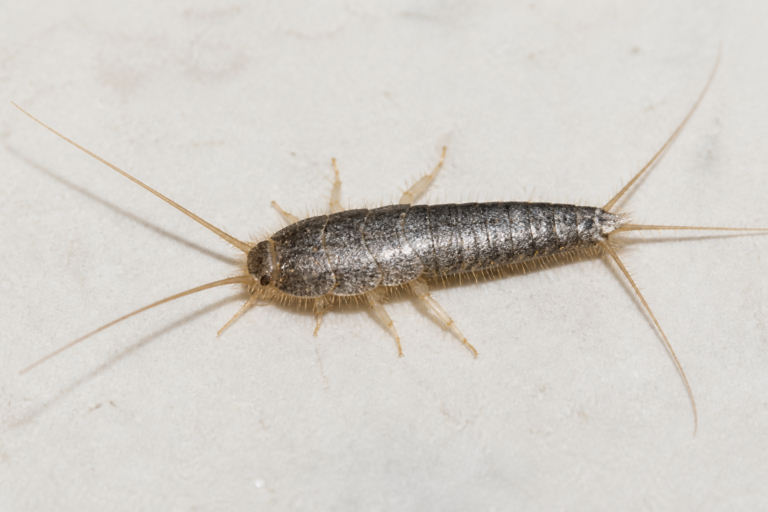 Close-up silverfish insect for the In Touch Pest Control silverfish pest guide