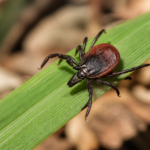 Close-up tick on grass for the In Touch Pest Control tick pest guide