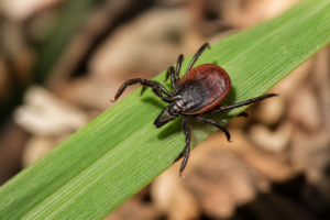Close-up tick on grass for the In Touch Pest Control tick pest guide